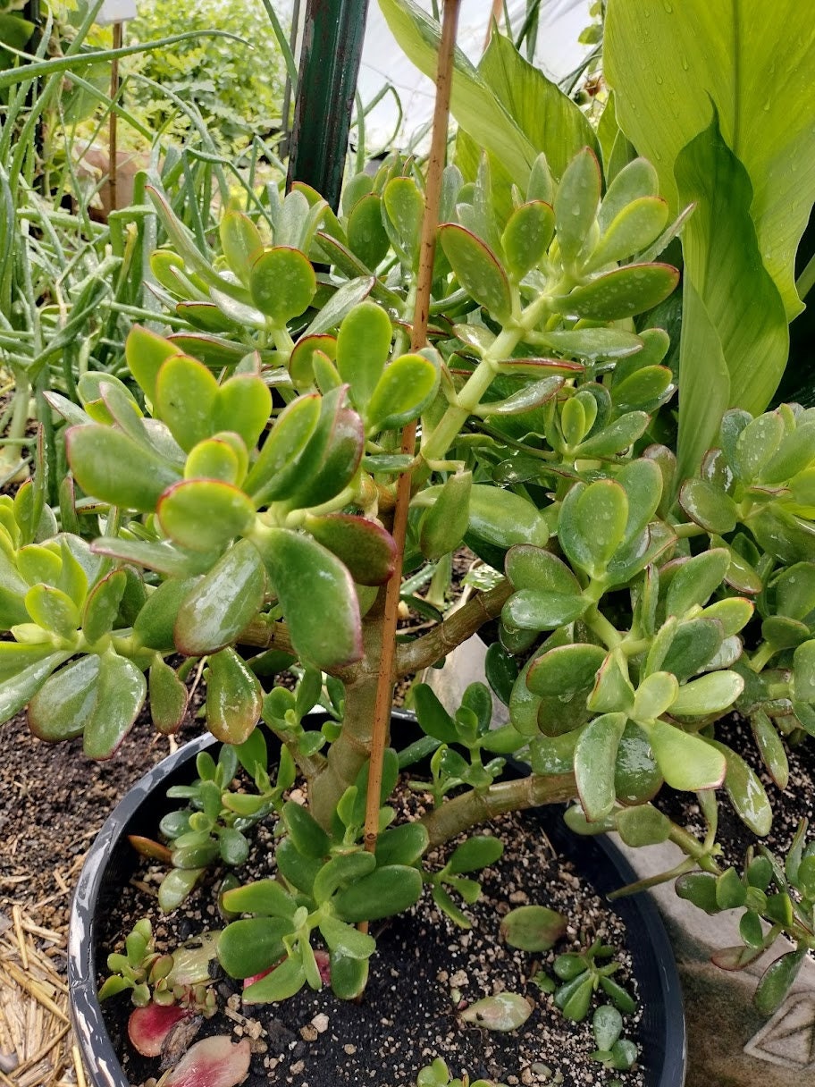 New House Plant Gift Garden plant Large Jade Plant Crassula rooted starts