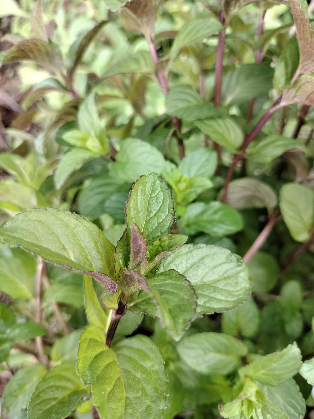 chocolate mint cutting or potted live plant beautiful purple flowers mint cutting chocolate mint tea detergent plant for bugs mint bees