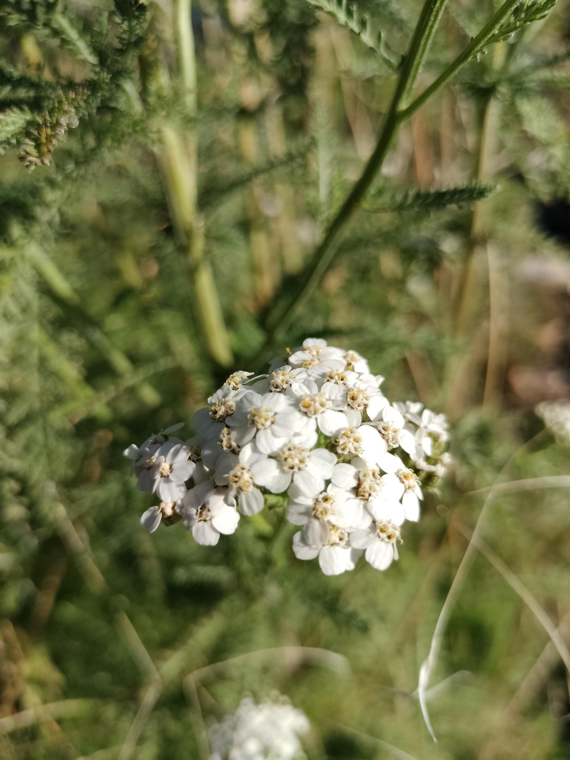 Achillea millefolium common yarrow seed organic white yarrow seeds garden butterfly plant gift Herb frequency energy seed yarrow bulk seeds