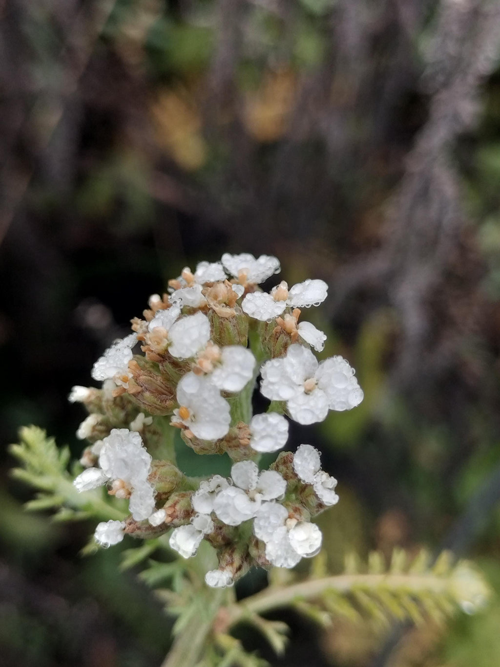 Achillea millefolium common yarrow seed organic white yarrow seeds garden butterfly plant gift Herb frequency energy seed yarrow bulk seeds