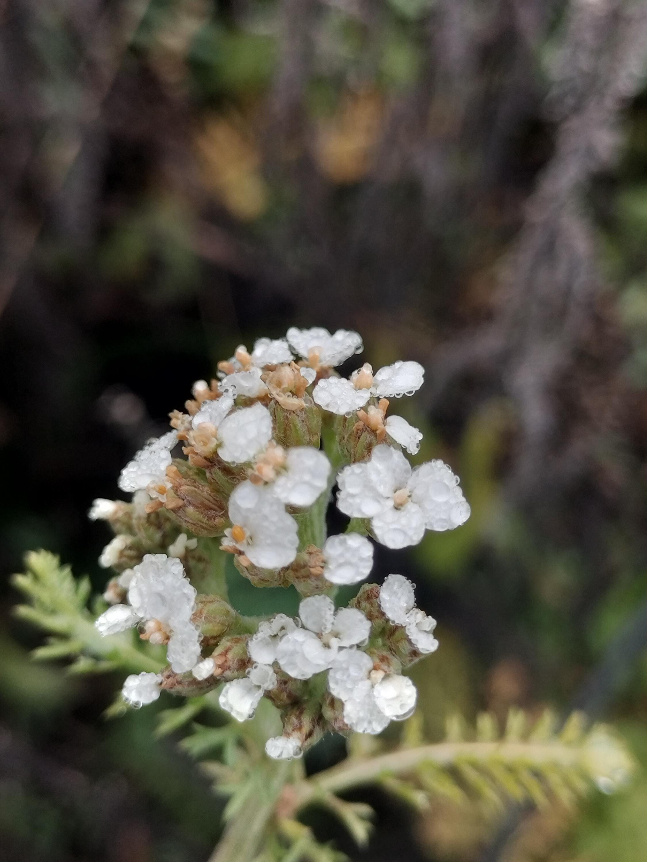 Achillea millefolium common yarrow seed organic white yarrow seeds garden butterfly plant gift Herb frequency energy seed yarrow bulk seeds