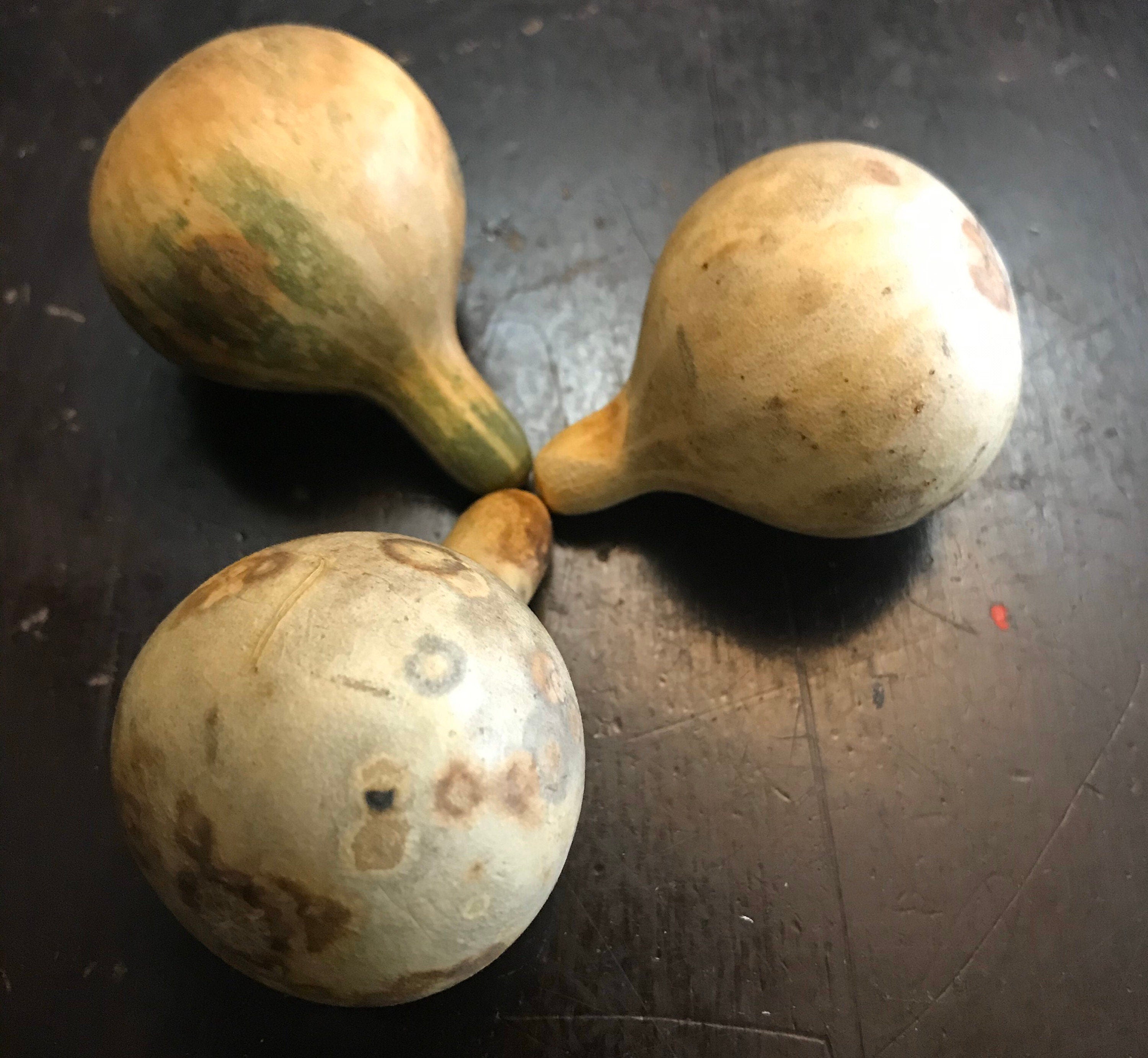 Dry Tennessee dancing Spinning Gourds decorations seed vine Arch loving small gourd dancing gourd fast growing home décor house art maraca