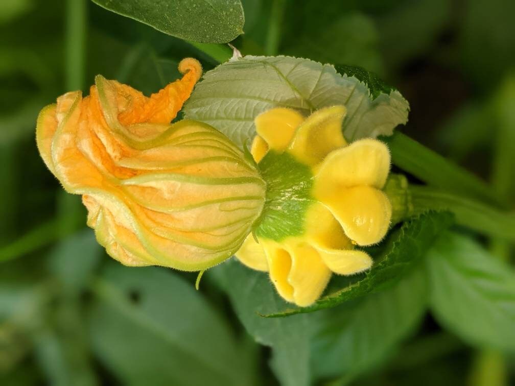 Home grown organic Dried Gourds 3 ct