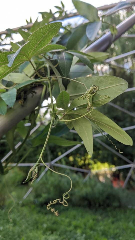 Passion Flower Vine Passiflora plant Cutting arch loving bee pollinators purple passion flower beautiful  garden flower green house vine