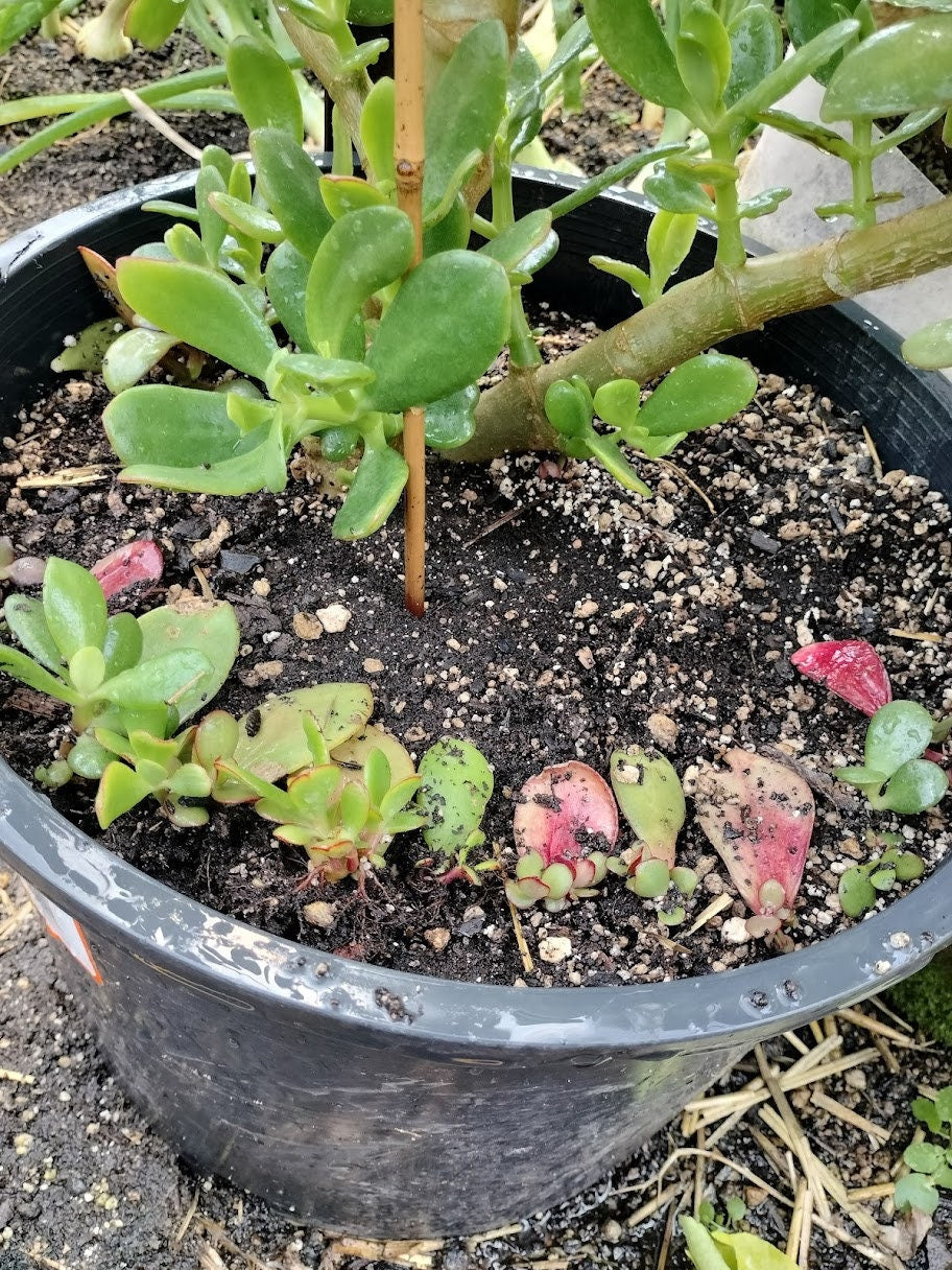 New House Plant Gift Garden plant Large Jade Plant Crassula rooted starts