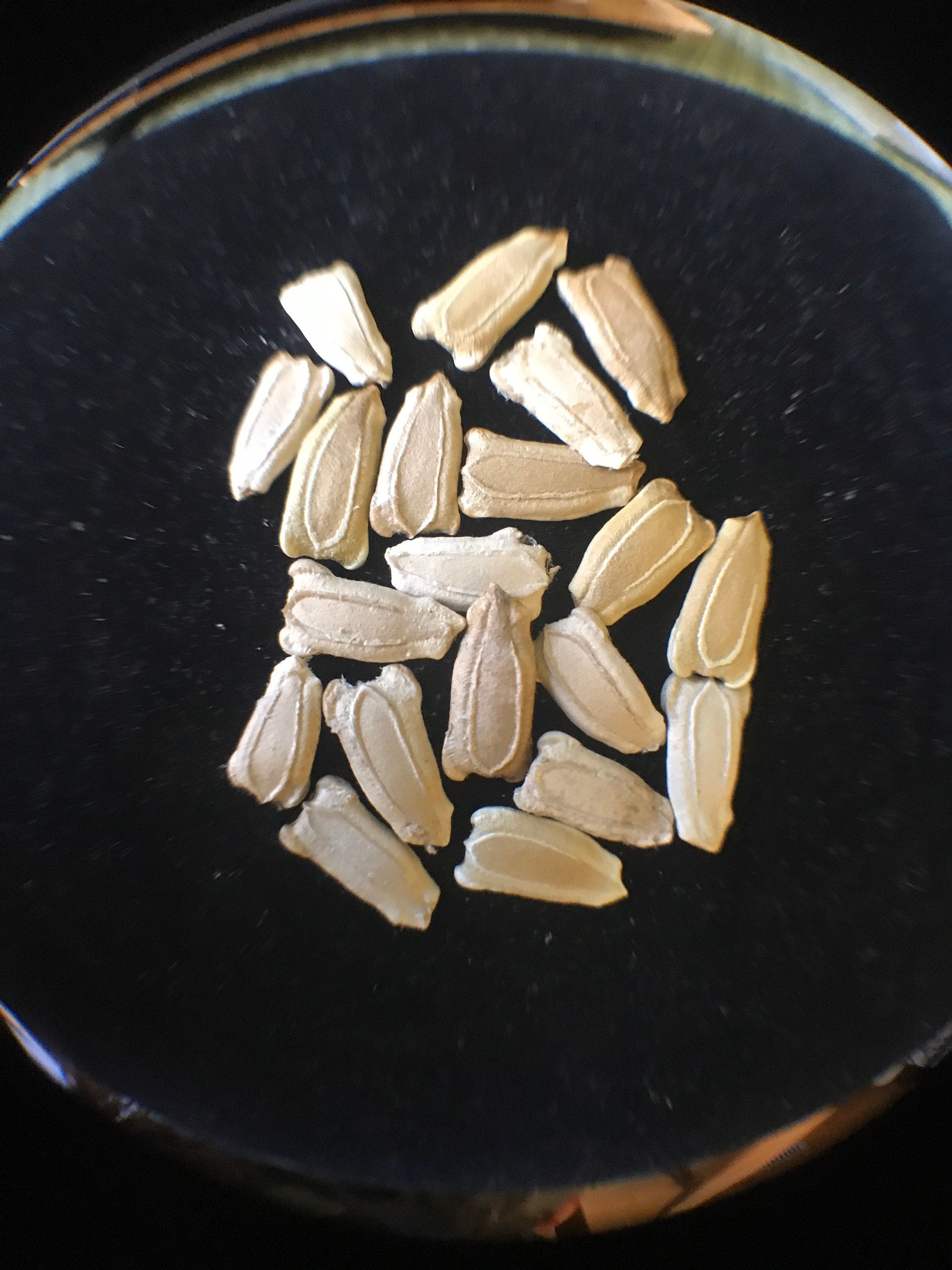 Birdhouse Gourd Seeds Large Gourd Seeds 35count, large gourds, white flowers, vine, Arch plants, fast growing, all organic, sour melons,