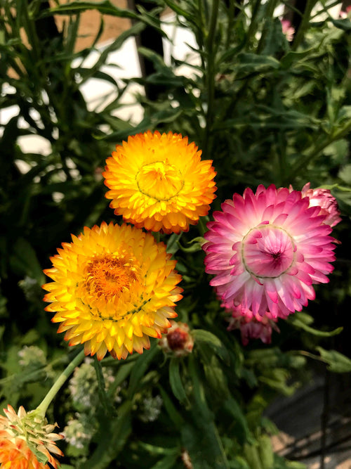 Strawflower helichrysum flower seed beautiful flowers garden accent all colors mix strawflower seed