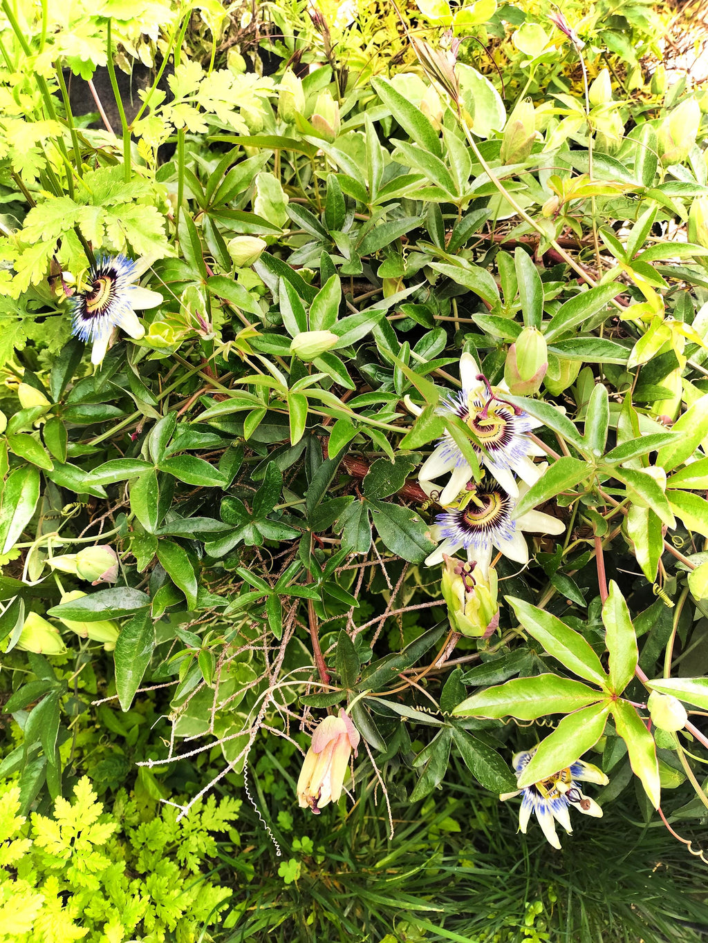 Passion Flower Vine arch loving bee pollinators purple passion flower beautiful  garden flower green house vine Passiflora Plant Cutting