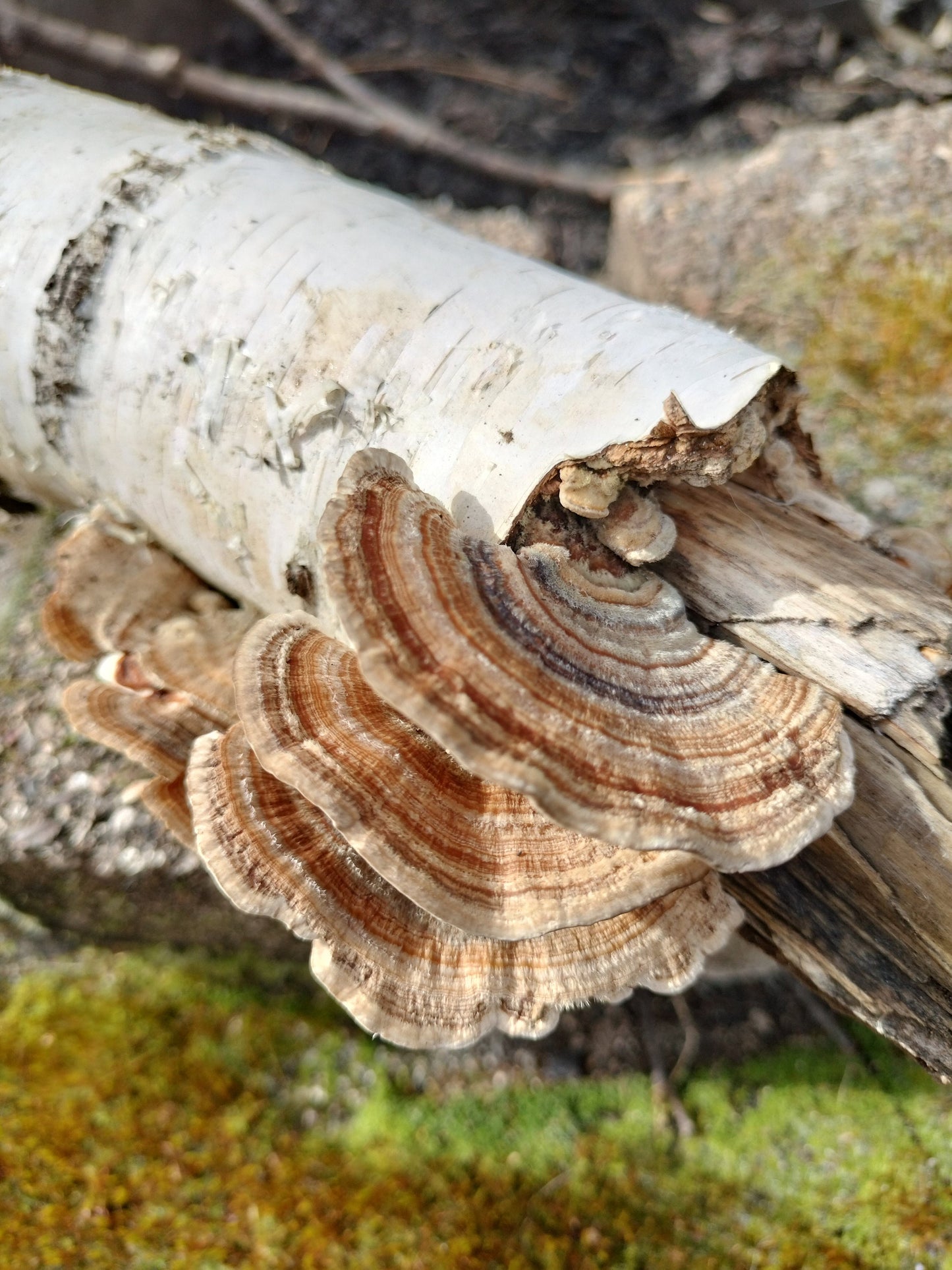 Coridus versicolor Turkey tail mushroom dehydrated half oz , gut health, coffee replacement, tea, healthy, beautiful mushroom, turkey tail,