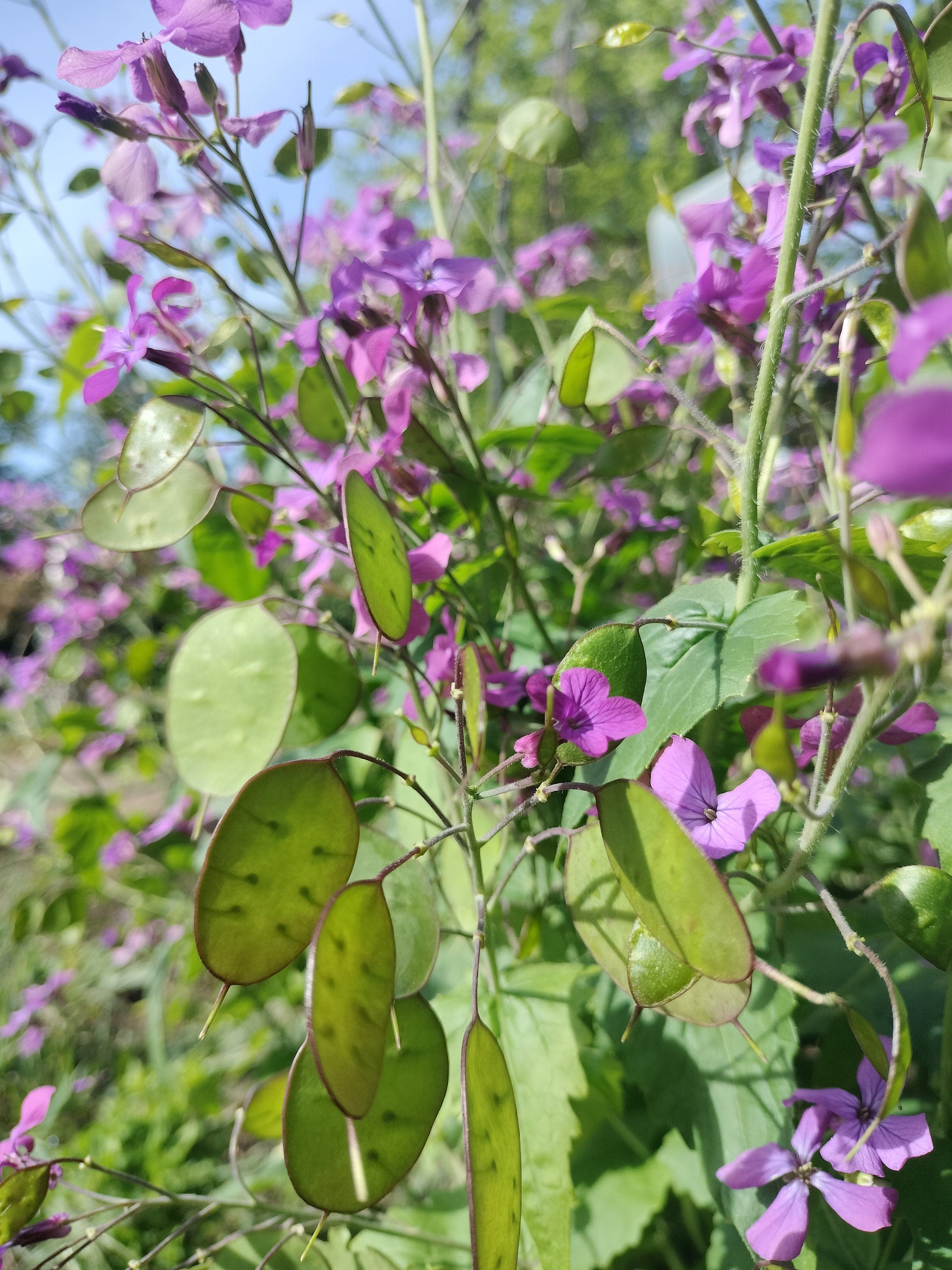 Lunaria annua seeds money plant oxygen maker blooms 2nd year beautiful purple flower landscape cabbage, mustard family sow seeds transplant