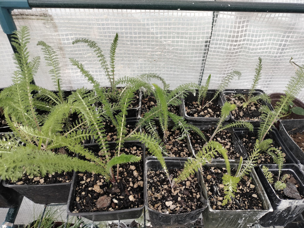 Achillea millefolium common yarrow plant sorganic white yarrow plant garden butterfly plant gift Herb Yarrow plant garden