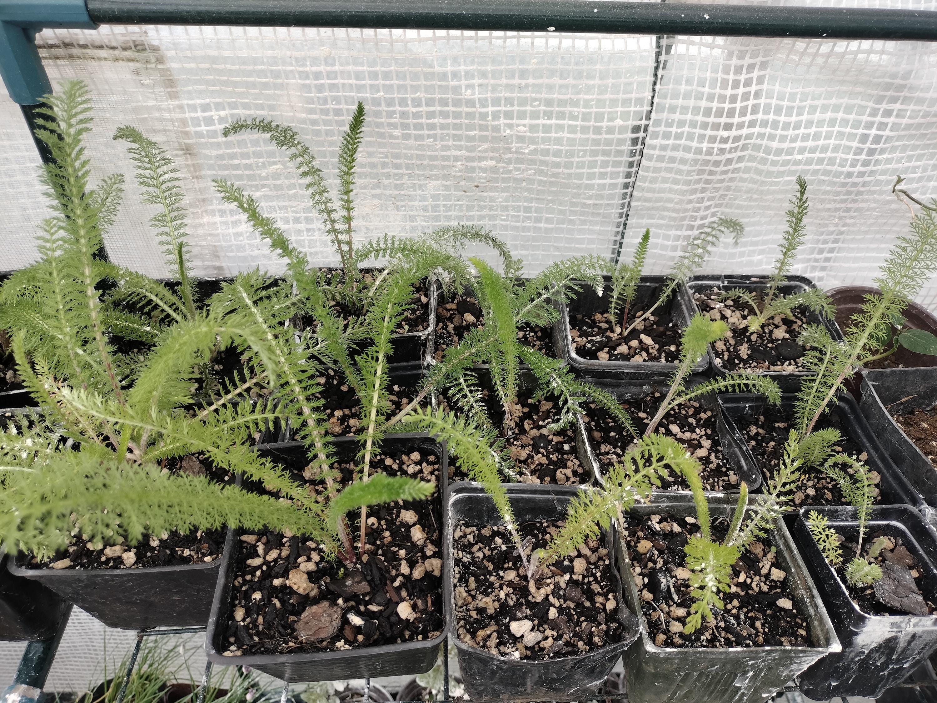 Achillea millefolium common yarrow plant sorganic white yarrow plant garden butterfly plant gift Herb Yarrow plant garden