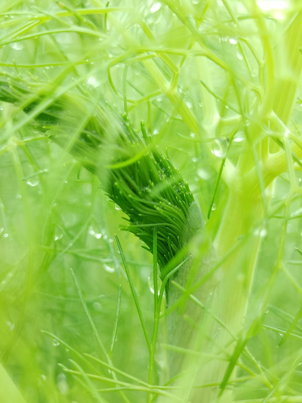 fennel plant Foeniculum vulgare live plant fennel garden potted plants fennel foeniculum fennel vulgare live plant fennel vulgare live pot