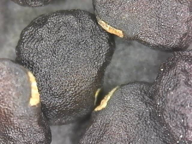 moonflower blooms at night Beautiful bloom Seeds 50ct