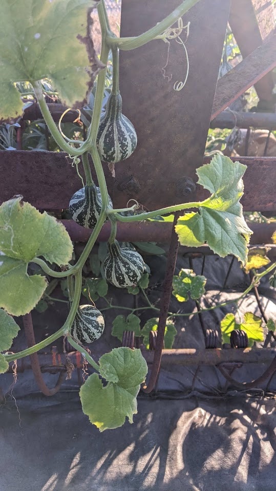 dry Dancing Gourd Spinner home décor Vine Arch Loving Small Gourd Dancing Gourd Fast Growing House Art Natural garden Maraca greenhouse