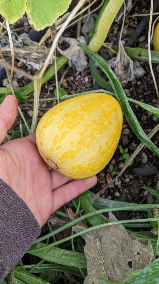 Calabas cup/bowl Gourds