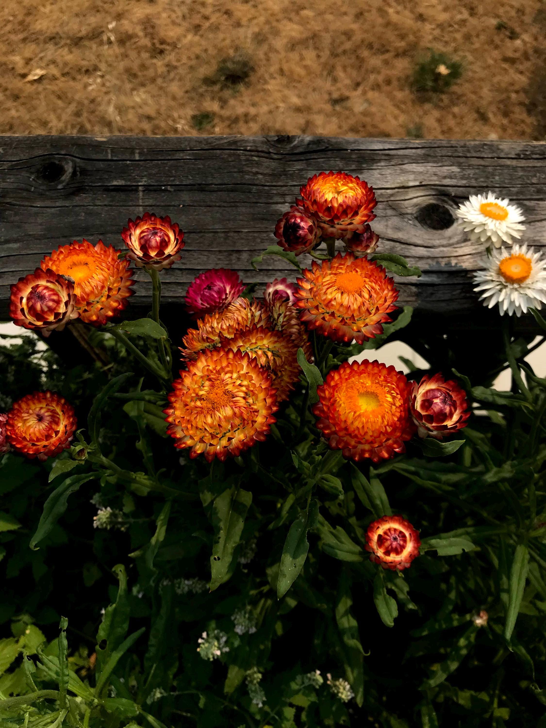 Strawflower helichrysum flower seed beautiful flowers garden accent all colors mix strawflower seed