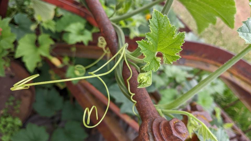 Dry Tennessee dancing Spinning Gourds decorations seed vine Arch loving small gourd dancing gourd fast growing home décor house art maraca