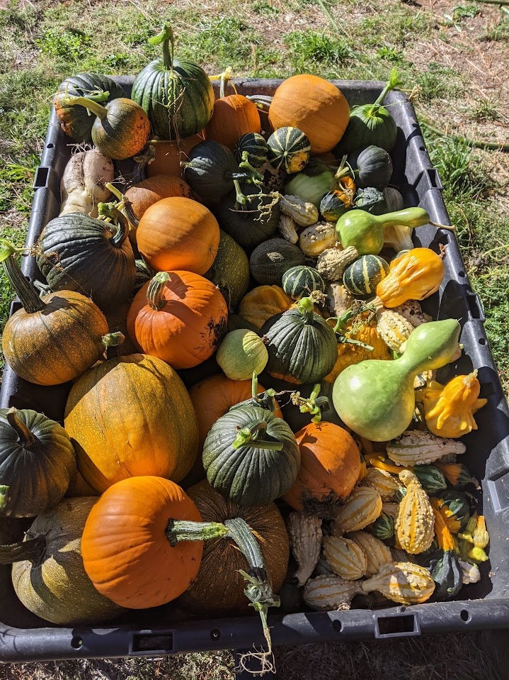 Dancing Gourd Seed Sun Loving Tennessee Spinners Organic Yellow Flower Vine Arch Plant Small Gourd Gift Seeds Home Décor Gift natural maraca