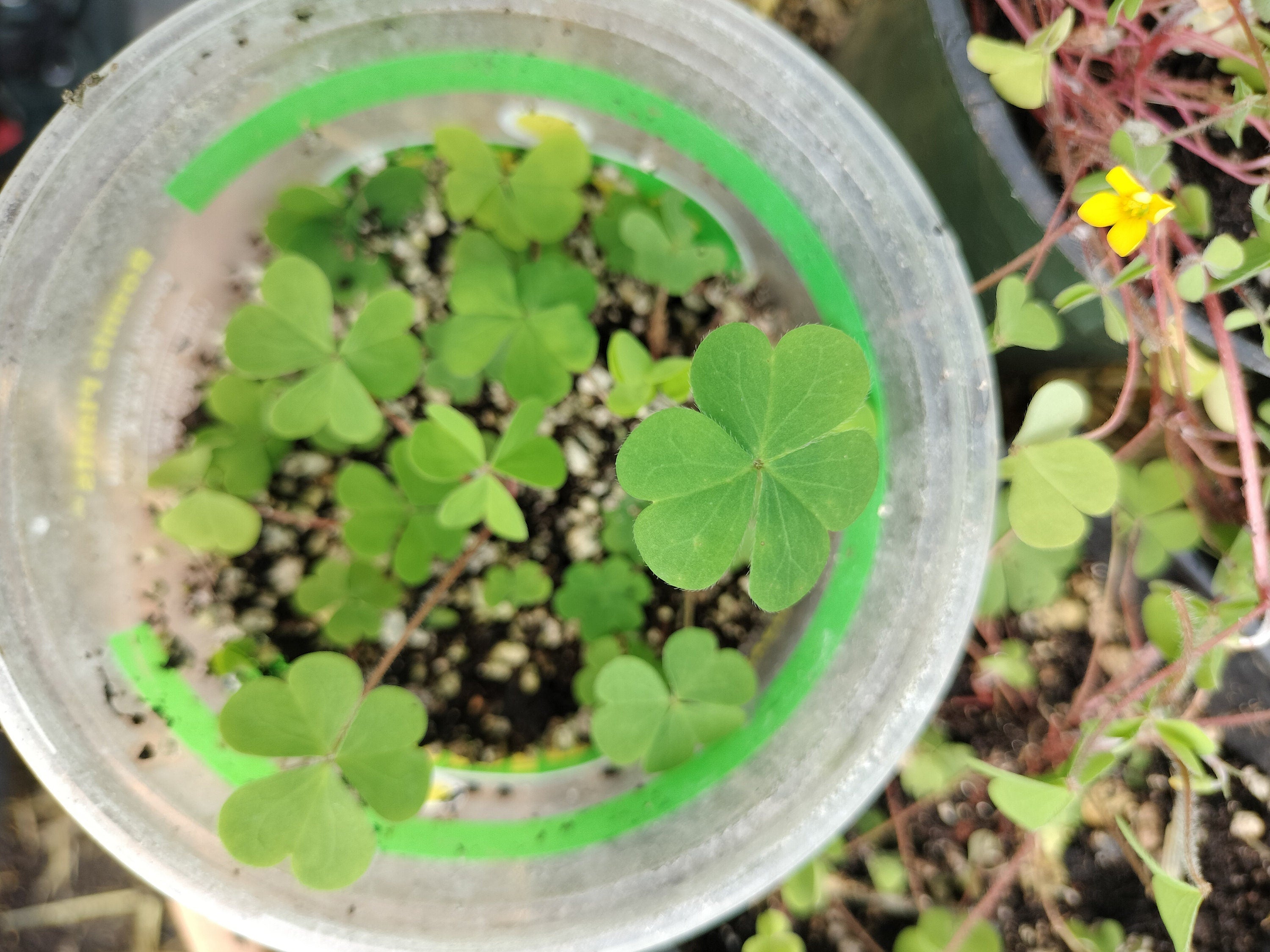 Live plant Clover Oxalis corniculata creeping yellow woodsorrel House Plant Yellow Flowers Clover Oxalis Ground Cover GreenHouse house plant