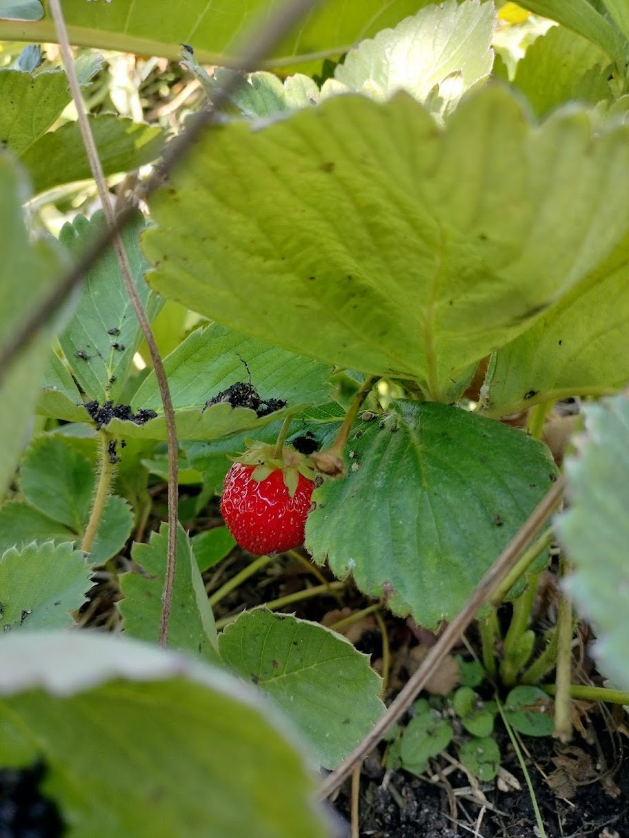 Organic Fragaria Strawberry Plants Bareroot and live Plants in 4 inch pots , edible garden , strawberry, live plant , Bareroot , beautiful