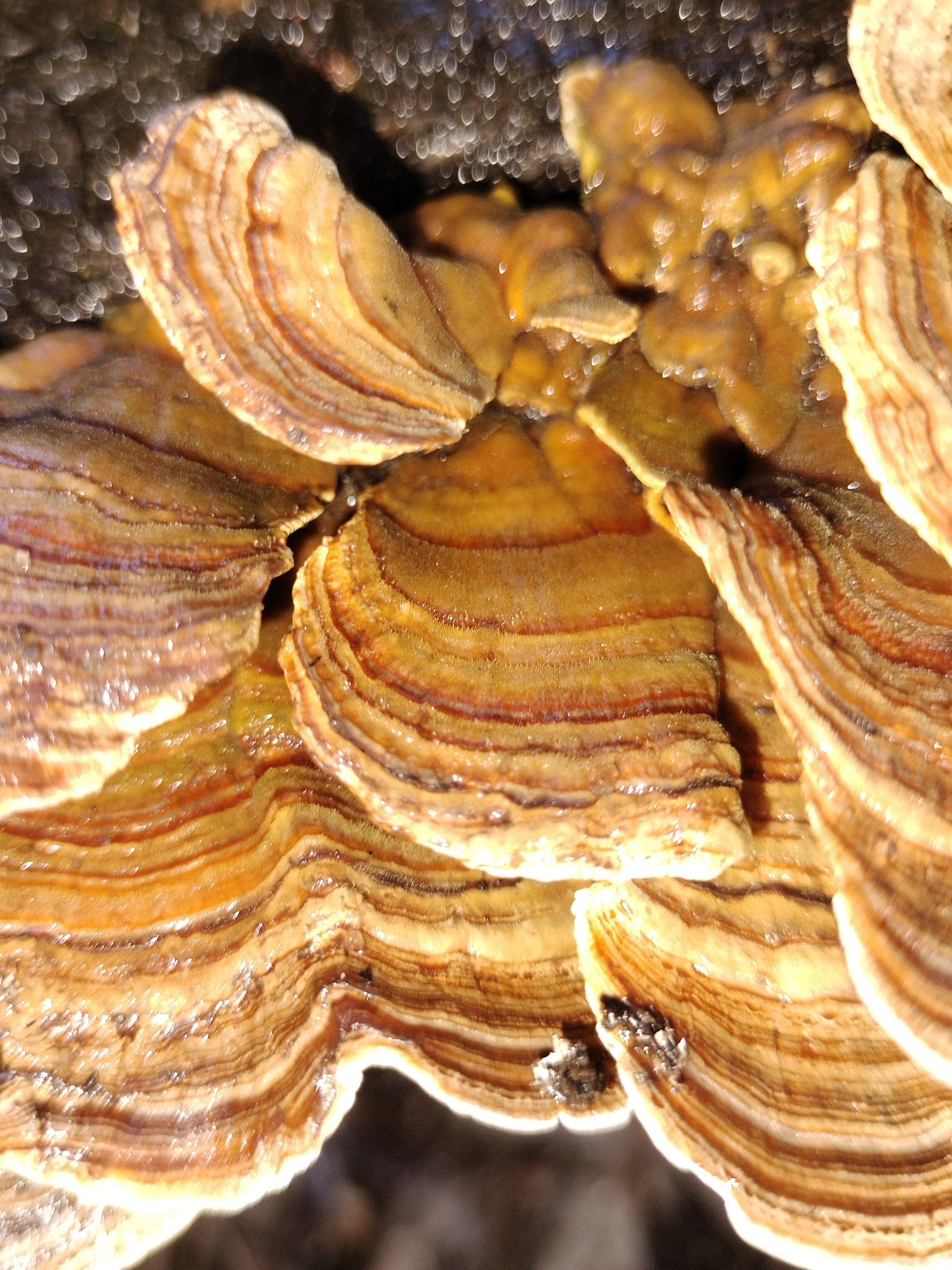 Coridus versicolor Turkey tail mushroom dehydrated half oz , gut health, coffee replacement, tea, healthy, beautiful mushroom, turkey tail,