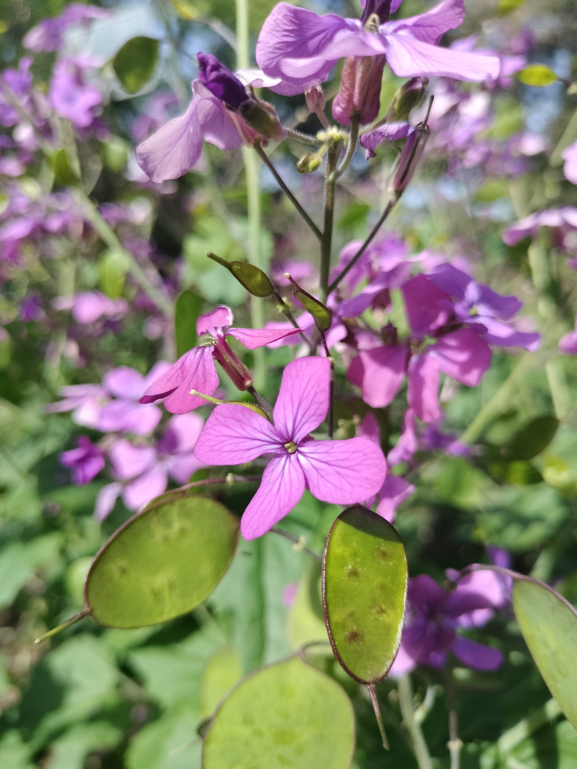 Lunaria annua seeds money plant oxygen maker blooms 2nd year beautiful purple flower landscape cabbage, mustard family sow seeds transplant