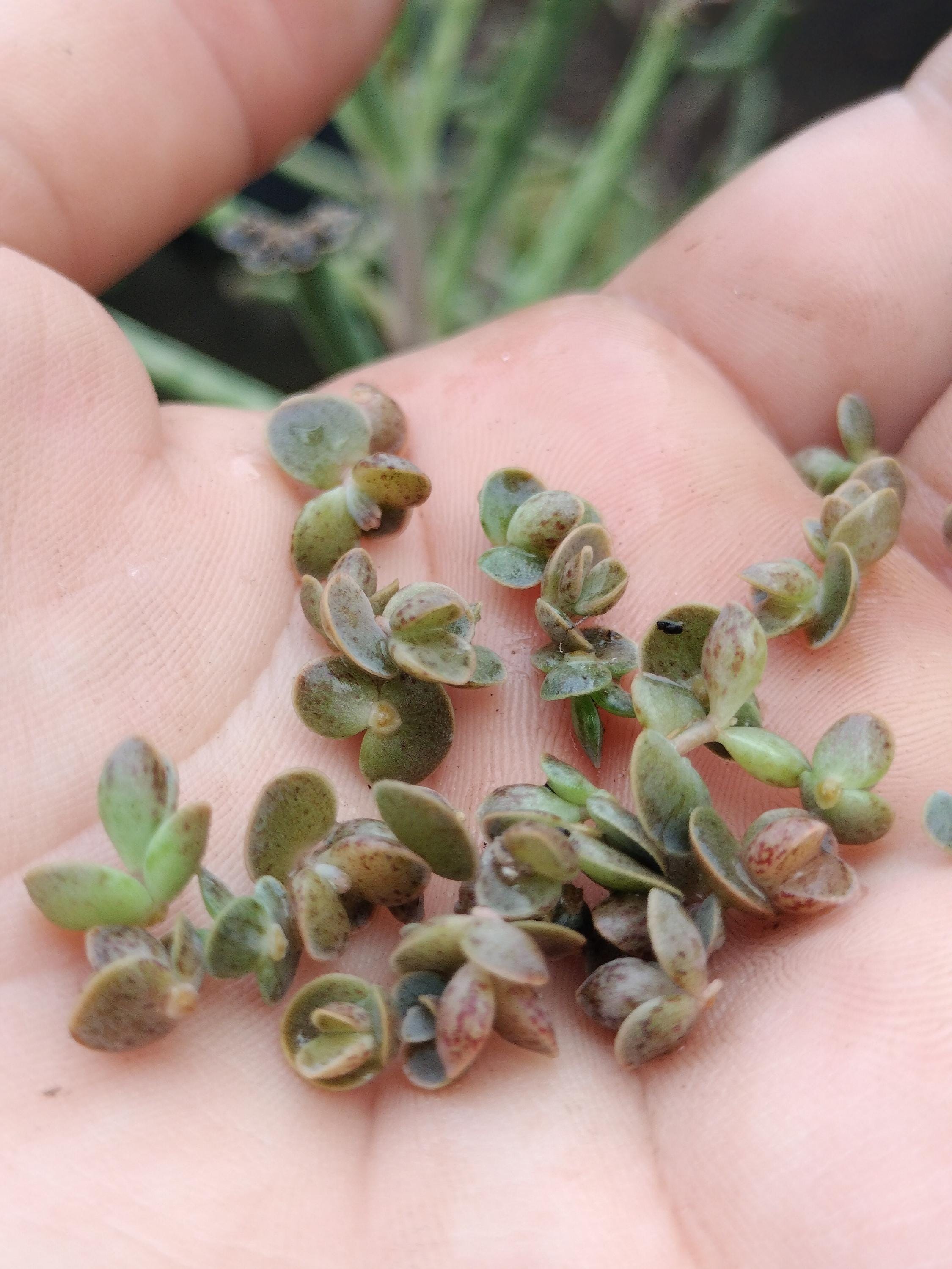 mother million babies succulents Madagascar rare plant zones 10-12 gift energy plant (25 count)