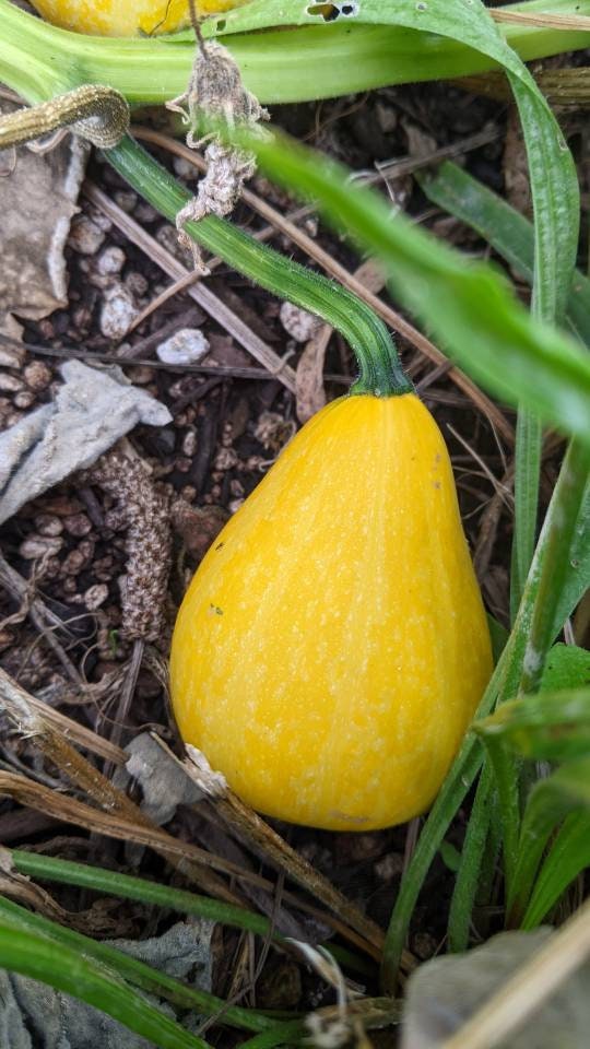 Calabas cup/bowl Gourds