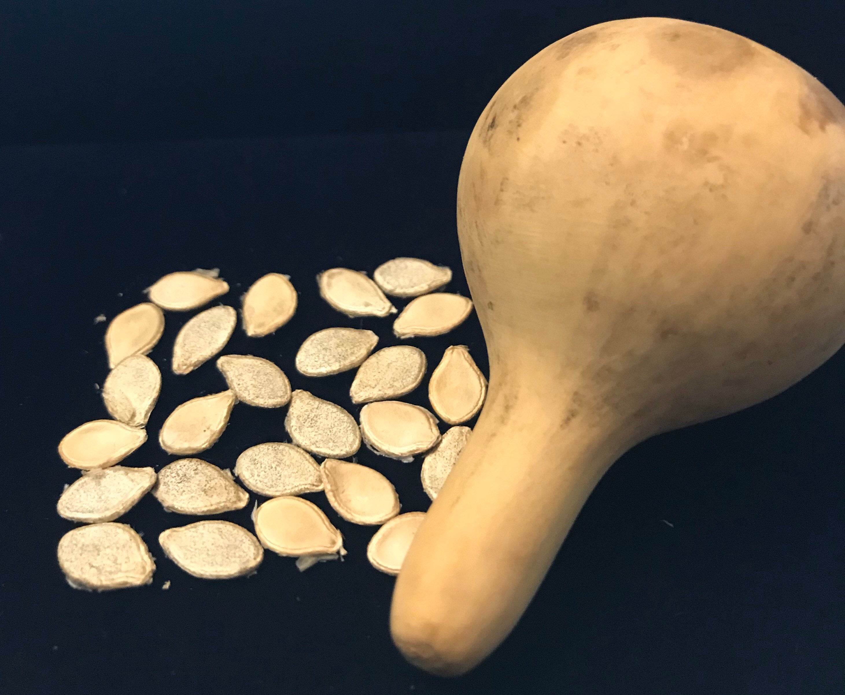 Tennessee Spinner Gourd seeds Tennessee dancing gourd sun loving organic white flower vine arch plant small gourd gift seed home décor gift