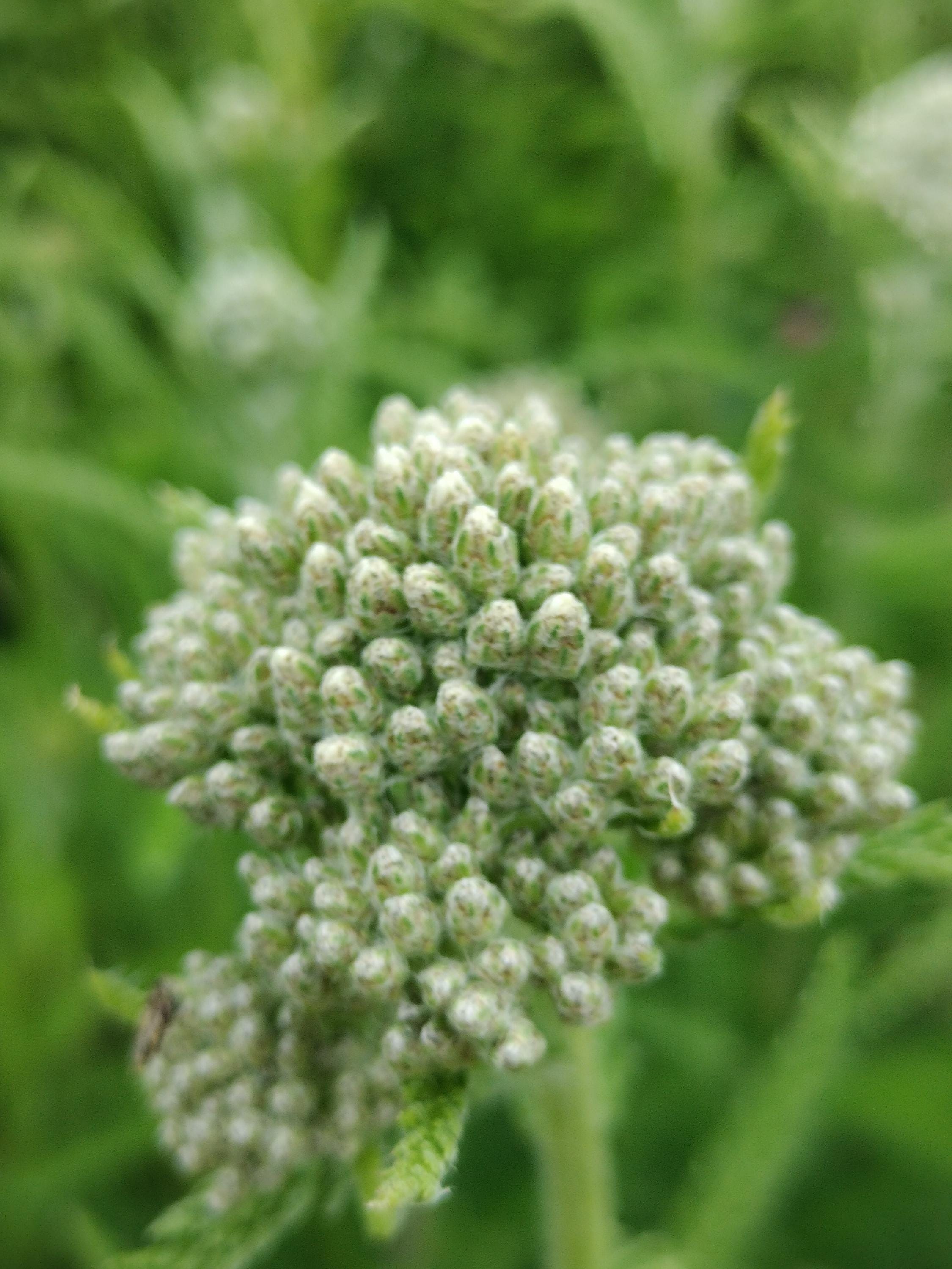 Achillea millefolium common yarrow plant sorganic white yarrow plant garden butterfly plant gift Herb Yarrow plant garden