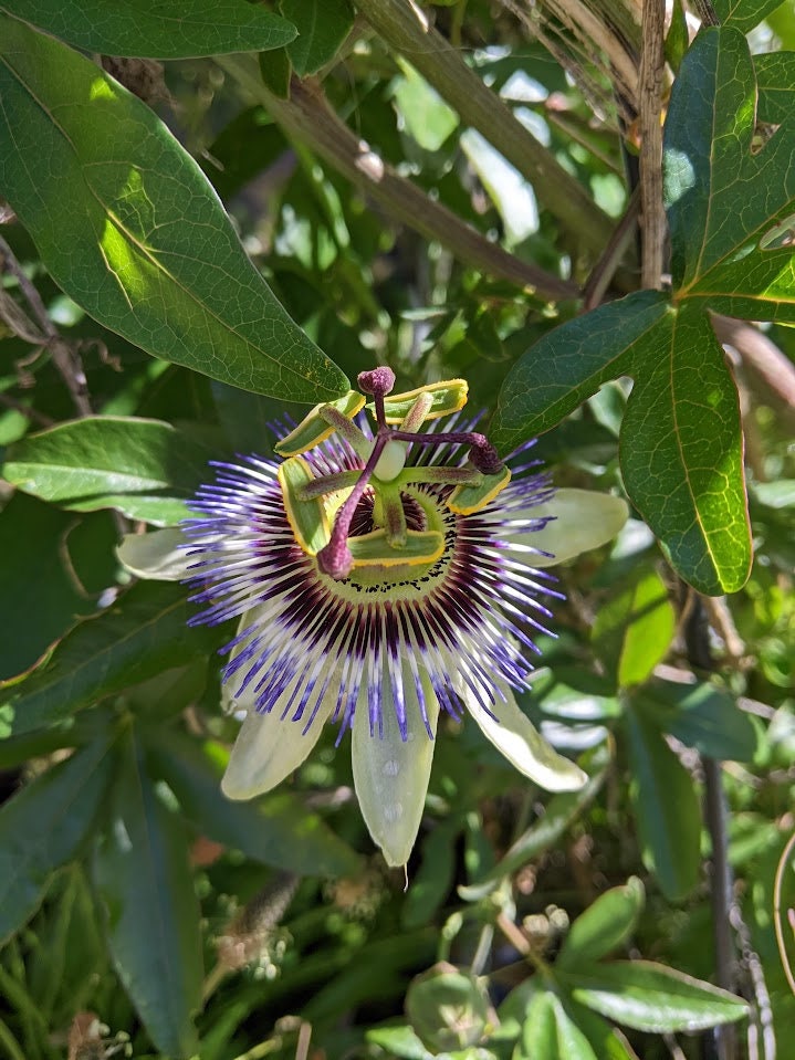 Passiflora plant Cutting Passion Flower Vine arch loving bee pollinators purple passion flower beautiful  garden flower green house vine