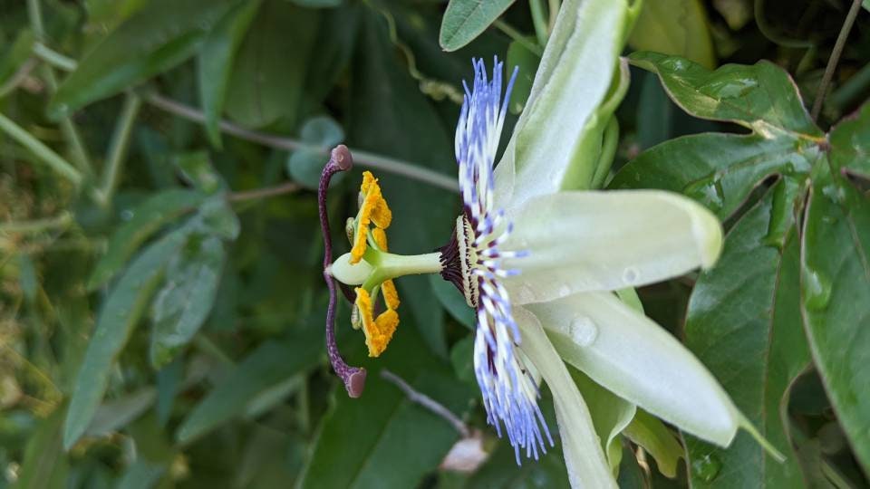 Passion Flower Vine Passiflora plant Cutting arch loving bee pollinators purple passion flower beautiful  garden flower green house vine