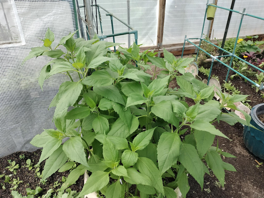 Jerusalem artichokes