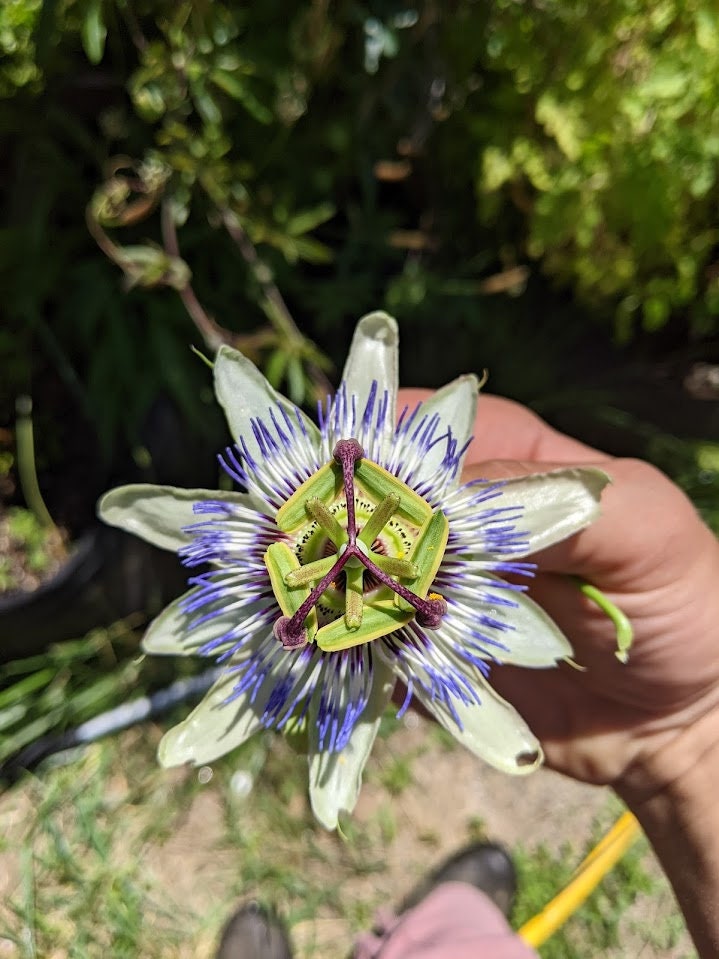 Passiflora plant Cutting Passion Flower Vine arch loving bee pollinators purple passion flower beautiful  garden flower green house vine