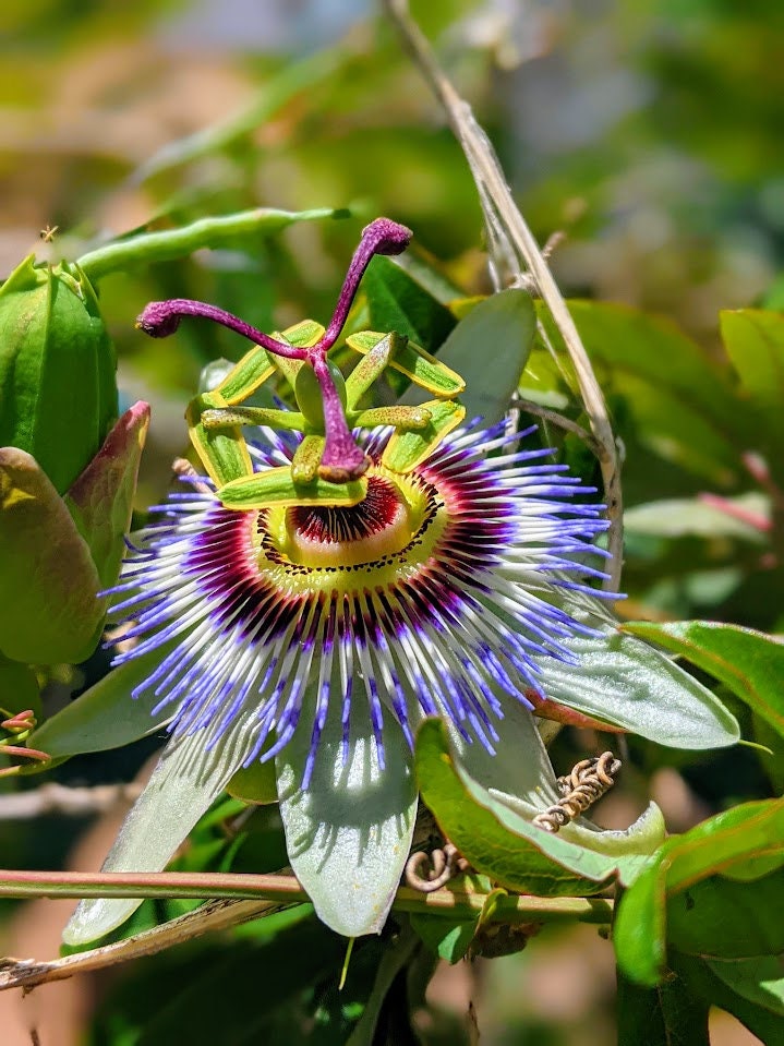 Passiflora plant Cutting Passion Flower Vine arch loving bee pollinators purple passion flower beautiful  garden flower green house vine