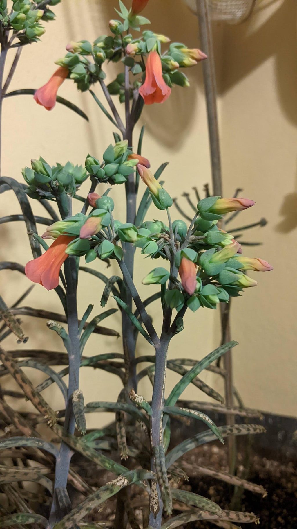 mother million babies succulents Madagascar rare plant zones 10-12 gift energy plant (25 count)