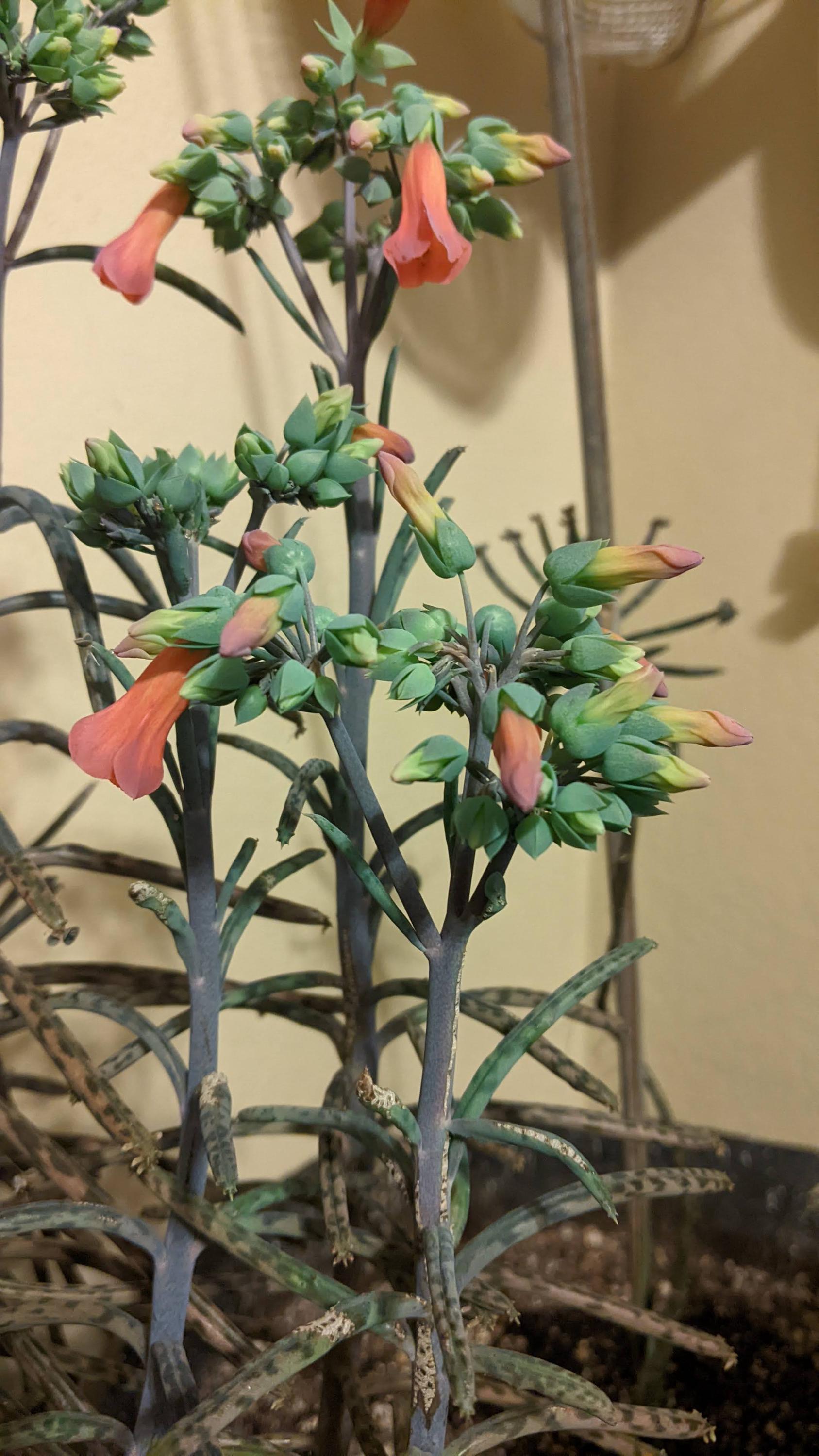 mother million babies succulents Madagascar rare plant zones 10-12 gift energy plant (25 count)