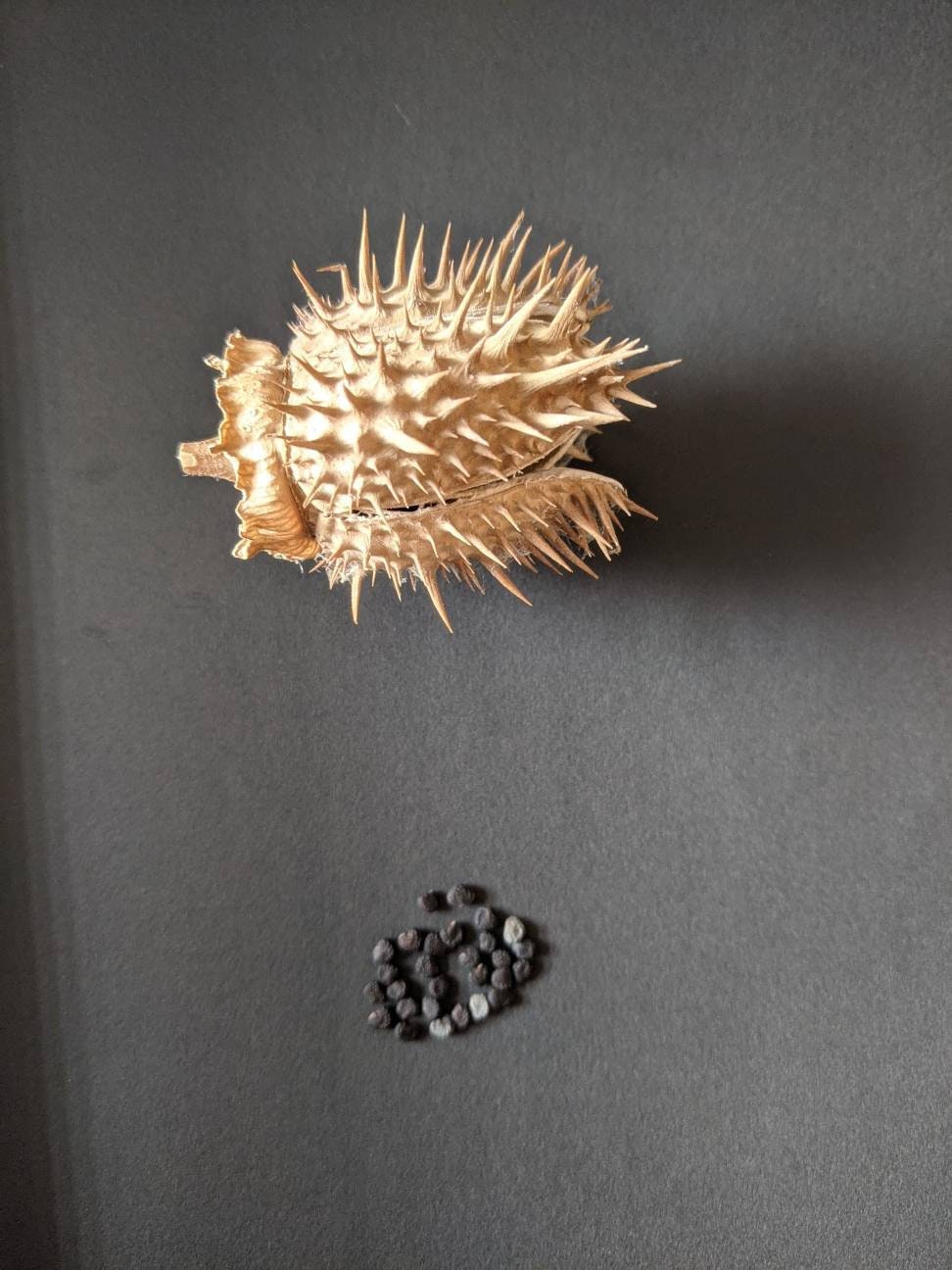 moonflower blooms at night Beautiful bloom Seeds 50ct