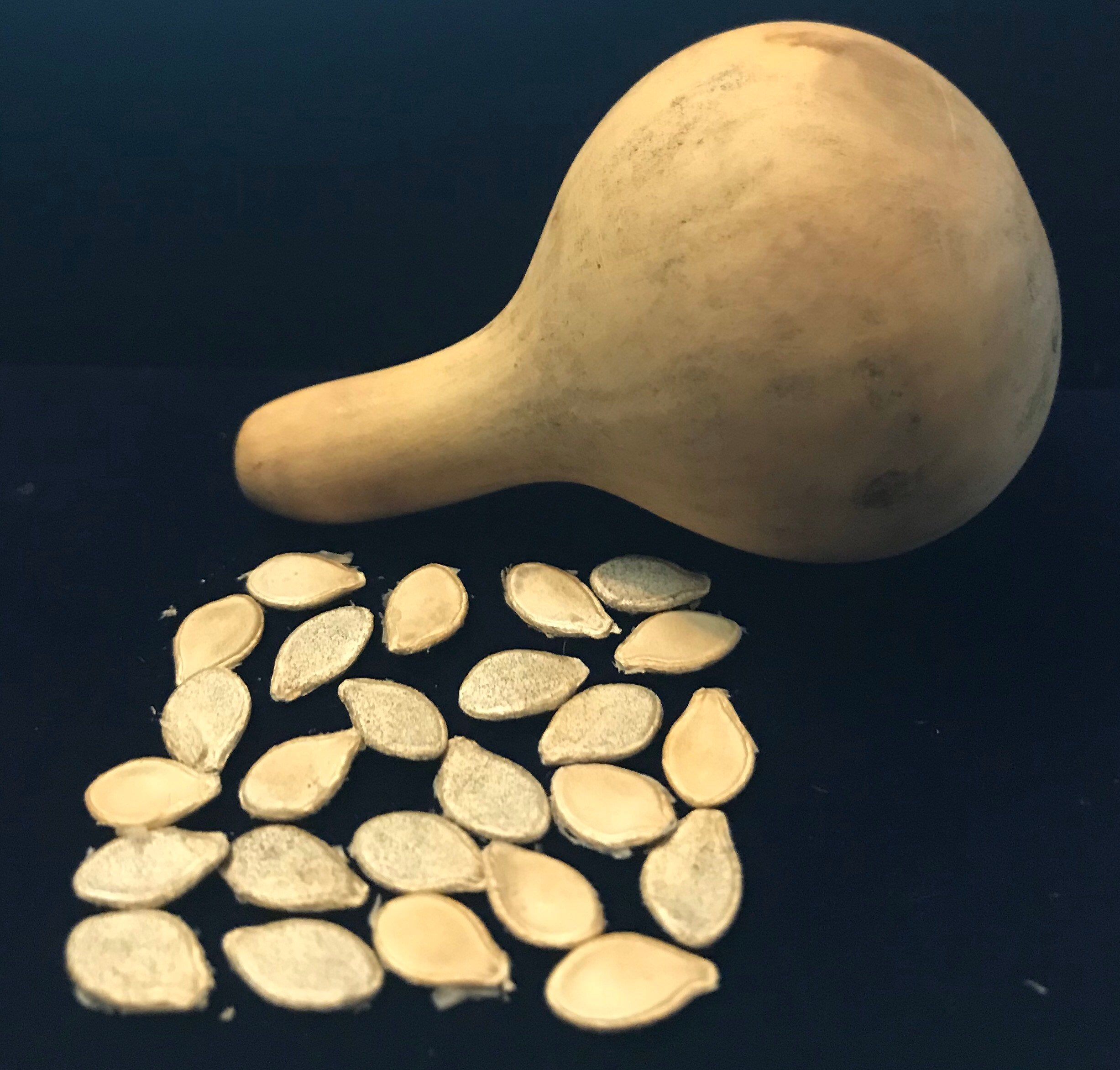 Tennessee Spinner Gourd seeds Tennessee dancing gourd sun loving organic white flower vine arch plant small gourd gift seed home décor gift