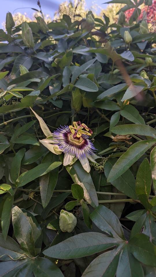 Passion Flower Vine Passiflora plant Cutting arch loving bee pollinators purple passion flower beautiful  garden flower green house vine