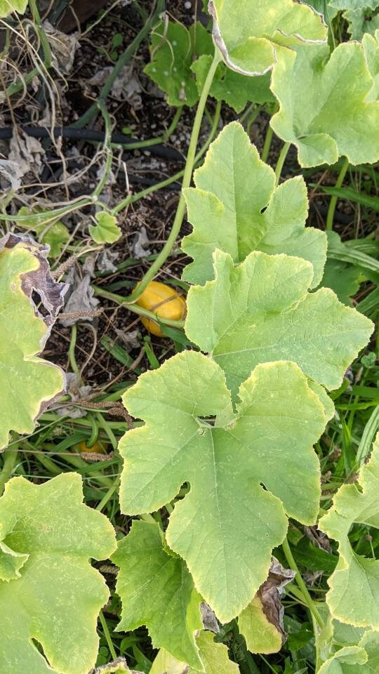 Calabas cup/bowl Gourds