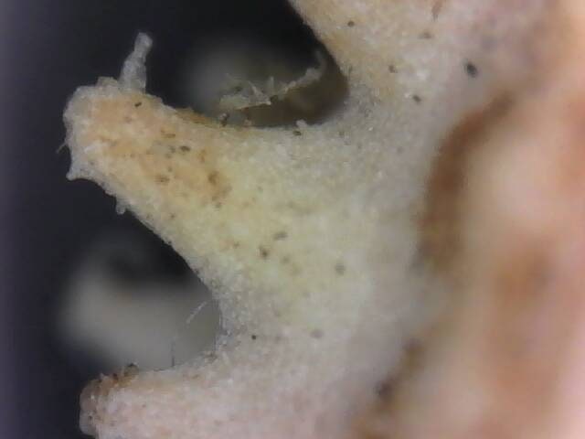 Calendula Flower Seed land scape skin care calendula garden organic seed winter bloom easy grow calendula tea flower organic skincare