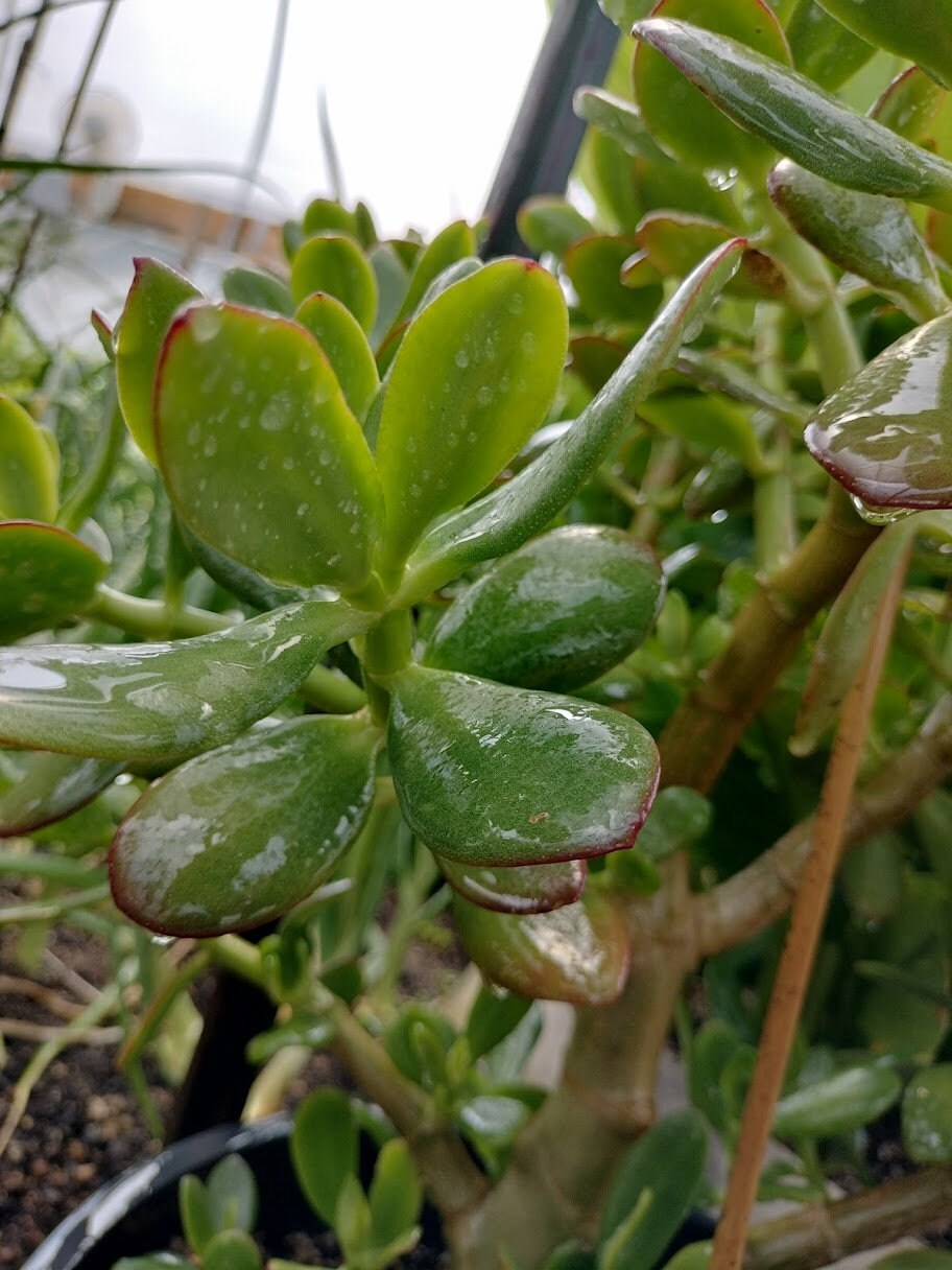 New House Plant Gift Garden plant Large Jade Plant Crassula rooted starts