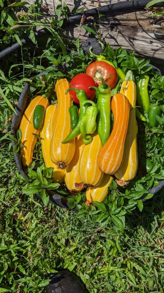 Freeze dried seasoned Zuici chips 2oz