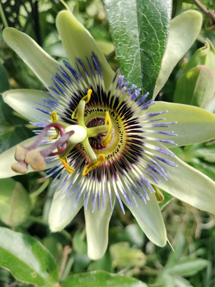 Passiflora plant Cutting Passion Flower Vine arch loving bee pollinators purple passion flower beautiful garden flower green house vine