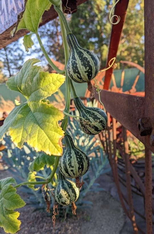 Tennessee Spinner Gourd seeds Tennessee dancing gourd sun loving organic white flower vine arch plant small gourd gift seed home décor gift