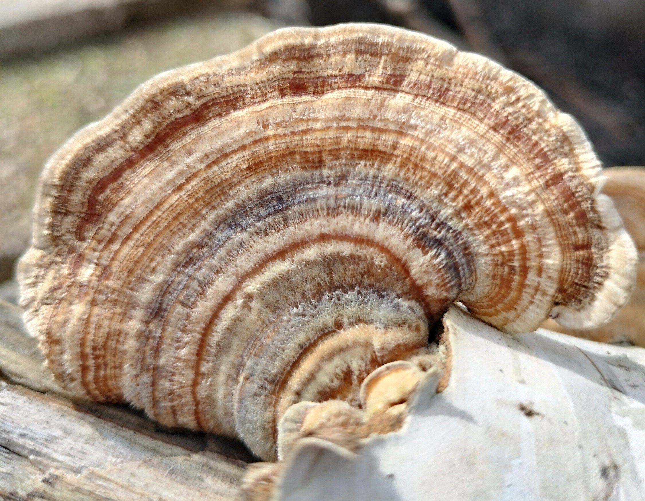 Coridus versicolor Turkey tail mushroom dehydrated half oz , gut health, coffee replacement, tea, healthy, beautiful mushroom, turkey tail,