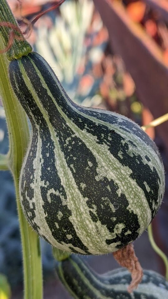 dry Dancing Gourd Spinner home décor Vine Arch Loving Small Gourd Dancing Gourd Fast Growing House Art Natural garden Maraca greenhouse
