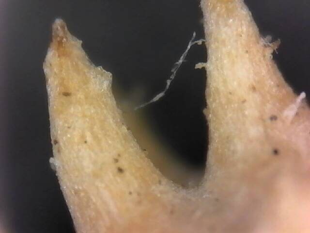 Calendula Flower Seed land scape skin care calendula garden organic seed winter bloom easy grow calendula tea flower organic skincare